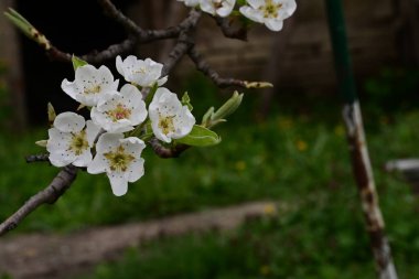 Çiçeklerle dolu kayısı ağacını kapat. 