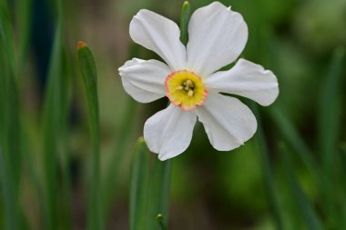 Narcissus bahar çiçekleri siyah arkaplanı kapatır 