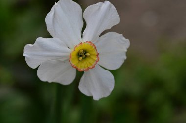 Narcissus bahar çiçekleri siyah arkaplanı kapatır 