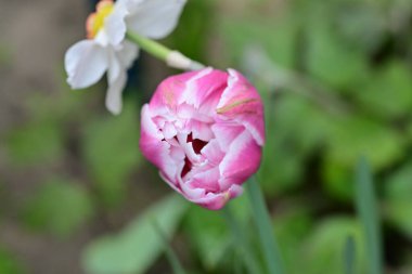 Bahçedeki güzel laleyi kapat.