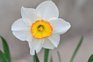 Narcissus bahar çiçekleri siyah arkaplanı kapatır 