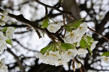 Bahçedeki ağaçta açan güzel bahar çiçekleri