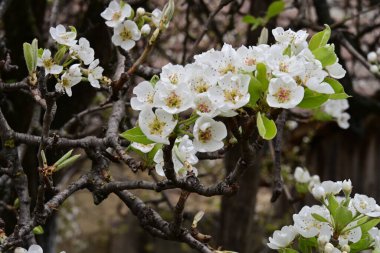 İlkbaharda kayısı ağacından güzel beyaz çiçekler