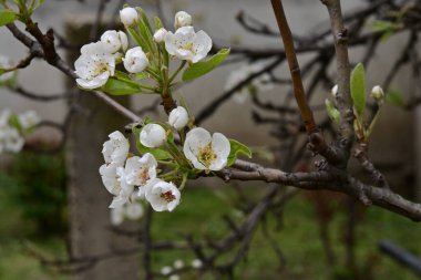 İlkbaharda kayısı ağacından güzel beyaz çiçekler