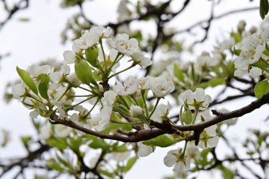 İlkbaharda kayısı ağacından güzel beyaz çiçekler