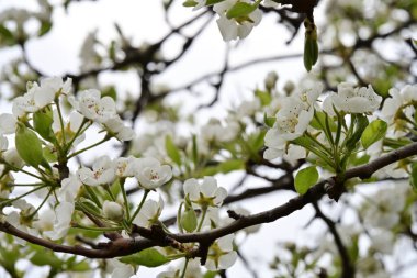 İlkbaharda kayısı ağacından güzel beyaz çiçekler