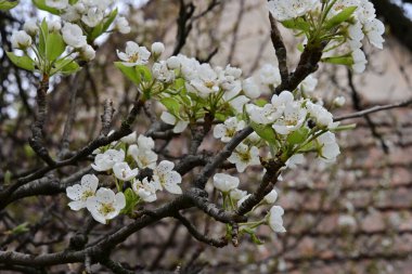 İlkbaharda kayısı ağacından güzel beyaz çiçekler