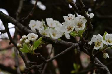 İlkbaharda kayısı ağacından güzel beyaz çiçekler