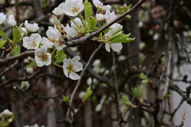 İlkbaharda kayısı ağacından güzel beyaz çiçekler