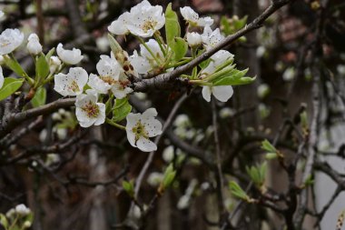 İlkbaharda kayısı ağacından güzel beyaz çiçekler