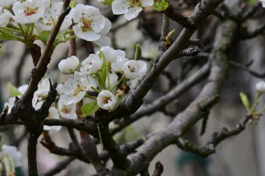 İlkbaharda kayısı ağacından güzel beyaz çiçekler
