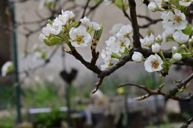 İlkbaharda kayısı ağacından güzel beyaz çiçekler