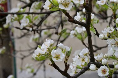 İlkbaharda kayısı ağacından güzel beyaz çiçekler