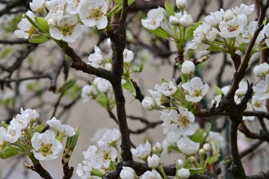 İlkbaharda kayısı ağacından güzel beyaz çiçekler