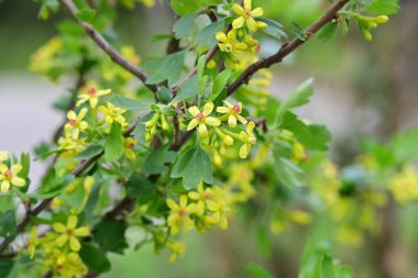 Bahçede yetişen sarı çiçekleri kapatın.