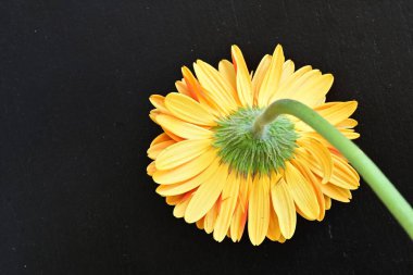 Stüdyo arka planında sarı gerbera çiçeği