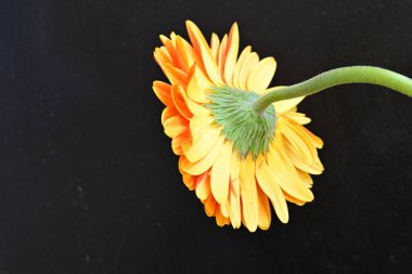 Stüdyo arka planında sarı gerbera çiçeği