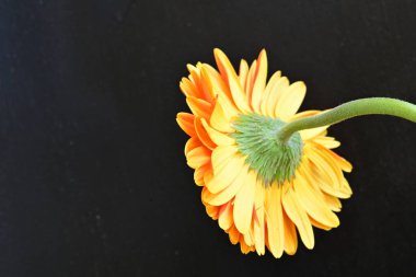 Stüdyo arka planında sarı gerbera çiçeği