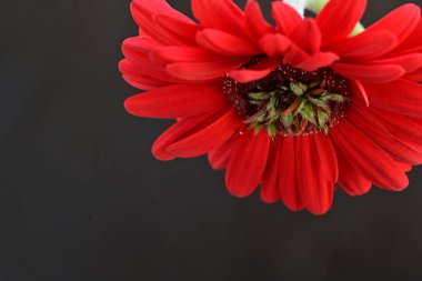 Siyah arkaplanda kırmızı gerbera çiçeği
