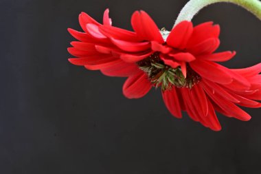Siyah arkaplanda kırmızı gerbera çiçeği