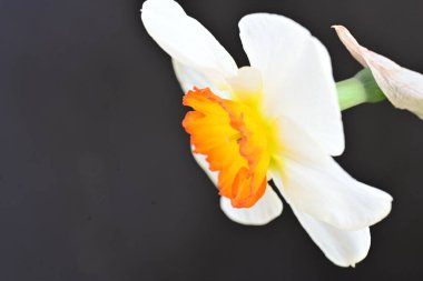 güzel nergis çiçeği siyah arkaplanda