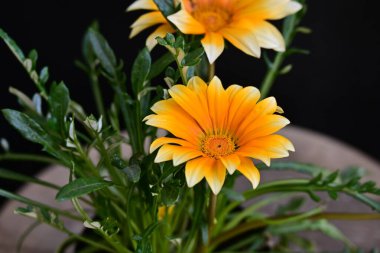 Yaz bahçesinde güzel portakal çiçekleri