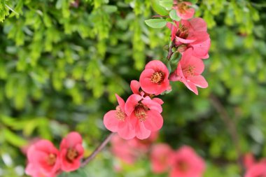 Bahçedeki elma ağacında güzel pembe çiçekler