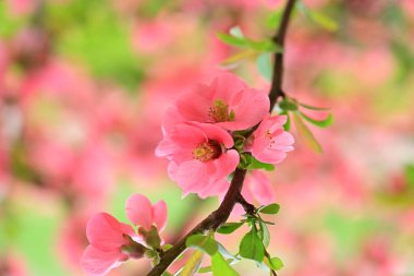 Bahçedeki elma ağacında güzel pembe çiçekler