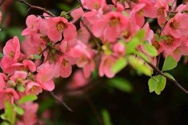 Bahçedeki elma ağacında güzel pembe çiçekler