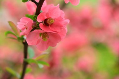 Bahçedeki elma ağacında güzel pembe çiçekler