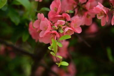 Bahçedeki elma ağacında güzel pembe çiçekler