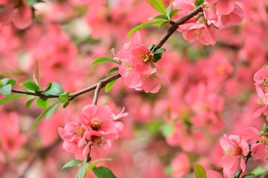 Bahçedeki elma ağacında güzel pembe çiçekler