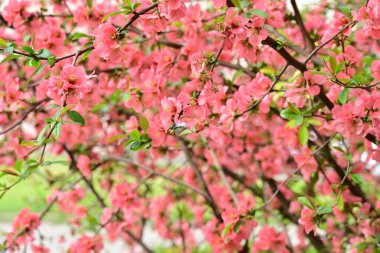 Bahçedeki elma ağacında güzel pembe çiçekler