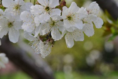 İlkbaharda kayısı ağacından güzel beyaz çiçekler