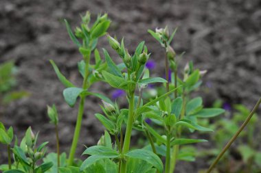 Bahar bahçesinde yeşil yapraklar ve tomurcuklar