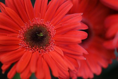 Güzel kırmızı bir Gerbera çiçeğine yaklaş.