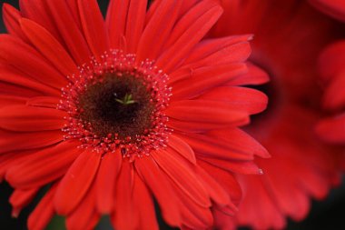 Güzel kırmızı bir Gerbera çiçeğine yaklaş.