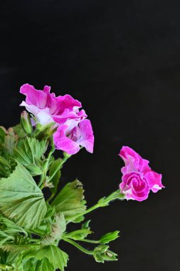 Siyah arka planda güzel pembe çiçekler