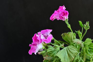 Siyah arka planda güzel pembe çiçekler