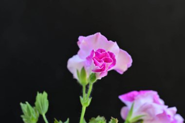 Siyah arka planda güzel pembe çiçekler