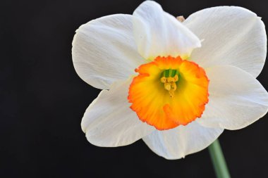 Narcissus ilkbahar çiçeği siyah arkaplanda yakın görünüm 
