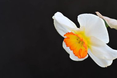 Narcissus ilkbahar çiçeği siyah arkaplanda yakın görünüm 