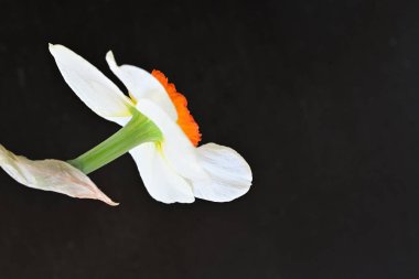 Narcissus ilkbahar çiçeği siyah arkaplanda yakın görünüm 