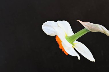 Narcissus ilkbahar çiçeği siyah arkaplanda yakın görünüm 