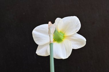 Narcissus ilkbahar çiçeği siyah arkaplanda yakın görünüm 