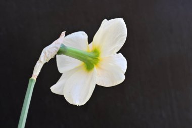 Narcissus ilkbahar çiçeği siyah arkaplanda yakın görünüm 