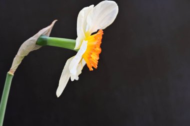 Narcissus ilkbahar çiçeği siyah arkaplanda yakın görünüm 