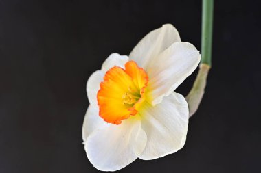 Narcissus ilkbahar çiçeği siyah arkaplanda yakın görünüm 