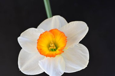 Narcissus ilkbahar çiçeği siyah arkaplanda yakın görünüm 