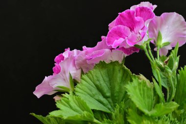 Siyah arka planda güzel pembe çiçekler